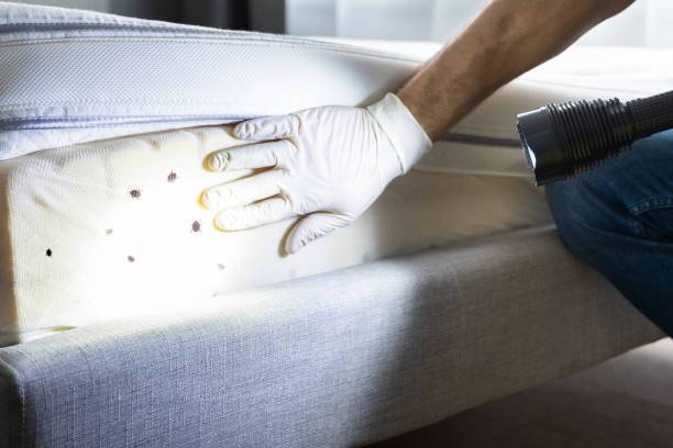Best Ant Control Services  in Weatherford, OK